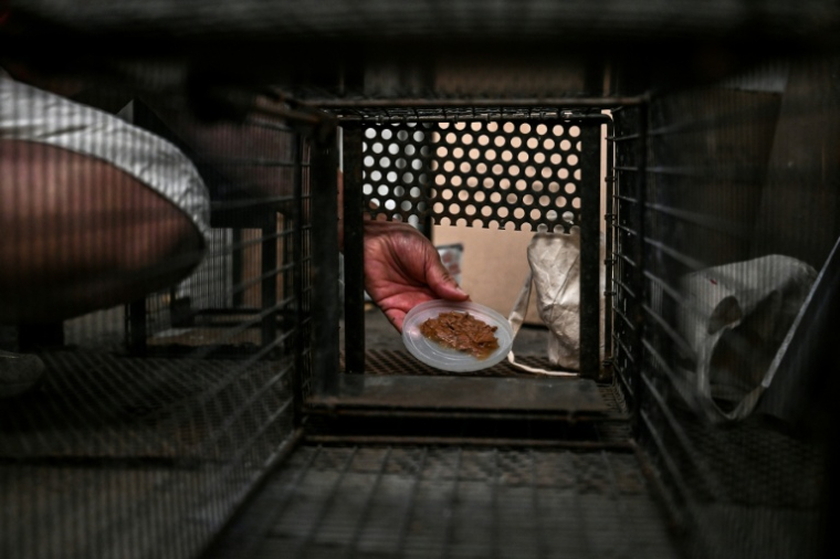 Thérèse Duhauga, présidente d'Une pensée féline, place de la nourriture dans une cage pour capturer des chats errants à Floirac en Gironde, le 22 septembre 2026 ( AFP / Christophe ARCHAMBAULT )