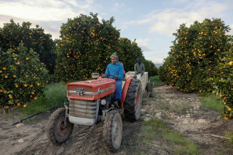 Des ouvriers agricoles d'ALG dispersent de l'engrais au pied des orangers à Citrusdal en Afrique du Sud, le 25 juillet 2025. ( AFP / GIANLUIGI GUERCIA )