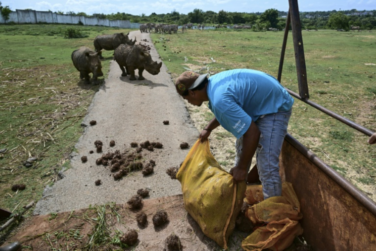 Un soigneur nourrit des rhinocéros blancs au Zoo national de La Havane, le 15 septembre 2026 à Cuba ( AFP / YAMIL LAGE )