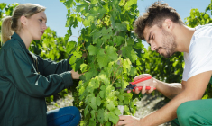 (Crédits photo : Adobe Stock - Jeunes travaillant dans les vignes en été pour gagner de l'argent)