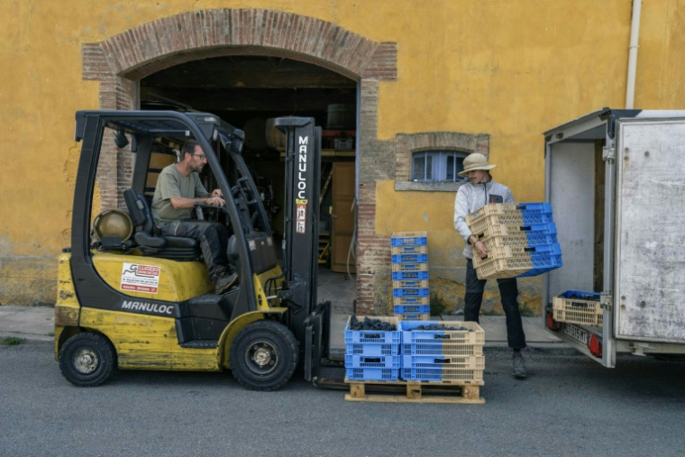 Le vigneron Laurent Bachevillier (G) et Nathan Delaunay (D) chargent des caisses de raisin offertes par des vignerons après l'incendie qui a ravagé sa récolte, le 22 août 2025 à Ribaute, dans l'Aude ( AFP / Idriss BIGOU )