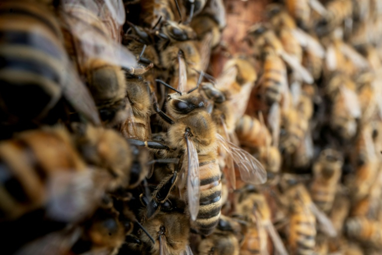 Des abeilles à Baker, en Virginie-Occidentale, le 9 mai 2026 ( AFP / Paul Blake )