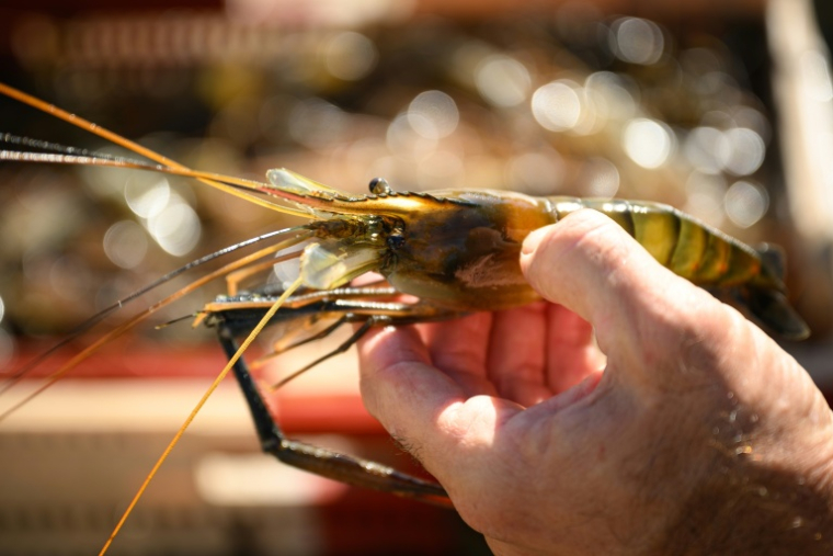Avec 440 milliards de crevettes abattues chaque année, ces crustacés sont les animaux les plus élevés en captivité dans le monde ( AFP / Lionel BONAVENTURE )