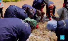 Cameroun : les réfugiés nigérians de Minawao luttent contre la désertification