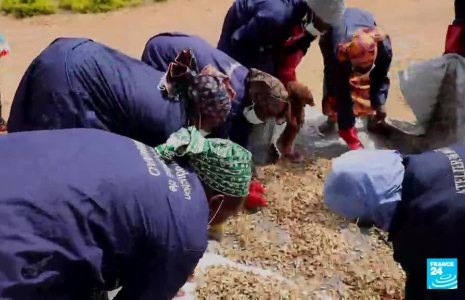 Cameroun : les réfugiés nigérians de Minawao luttent contre la désertification
