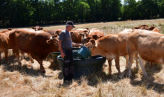 L'éleveur Pascal Mareix abreuve ses vaches à Mazeirat (Creuse), le 7 juillet 2026. ( AFP / PASCAL LACHENAUD )