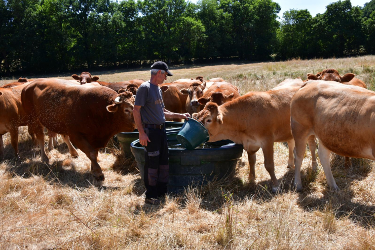 L'éleveur Pascal Mareix abreuve ses vaches à Mazeirat (Creuse), le 7 juillet 2026. ( AFP / PASCAL LACHENAUD )