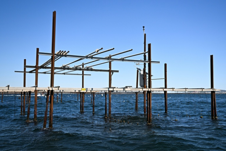 Un élevage d'huîtres à l'Etang de Thau, près de Sète, dans le sud de la France, le 2 juillet 2026  ( AFP / Gabriel BOUYS )