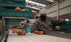 Des tomates mexicaines destinées à l'exportation vers les États-Unis