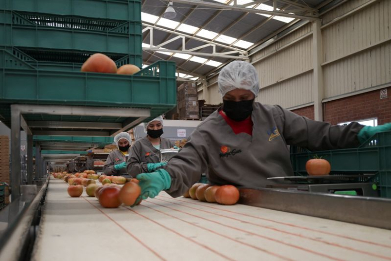 Des tomates mexicaines destinées à l'exportation vers les États-Unis