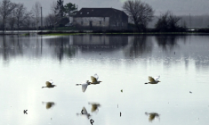 Champ inondé par la crue de la Garonne, près de Bourdelles, en Gironde, le 21 février 2026 ( AFP / Gaizka IROZ )