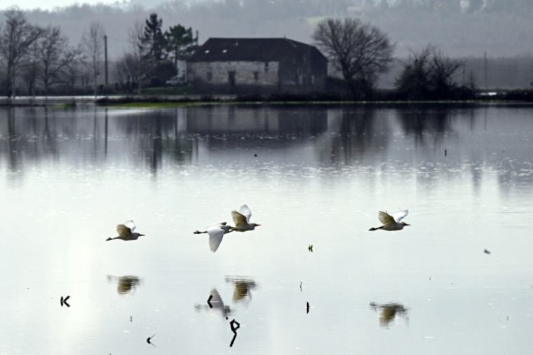 Champ inondé par la crue de la Garonne, près de Bourdelles, en Gironde, le 21 février 2026 ( AFP / Gaizka IROZ )