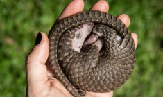 Une personne tient dans sa main un pangolin à ventre blanc qui a été sauvé de trafiquants d'animaux à Kampala, en Ouganda, le 9 avril 2020 ( AFP / Isaac Kasamani )