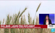 Guerre en Ukraine : les prix du blé et du maïs explosent