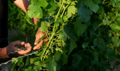 Travail de la vigne à La Sauve Majeure, en Gironde, le 17 juin 2026. ( AFP / ROMAIN PERROCHEAU )