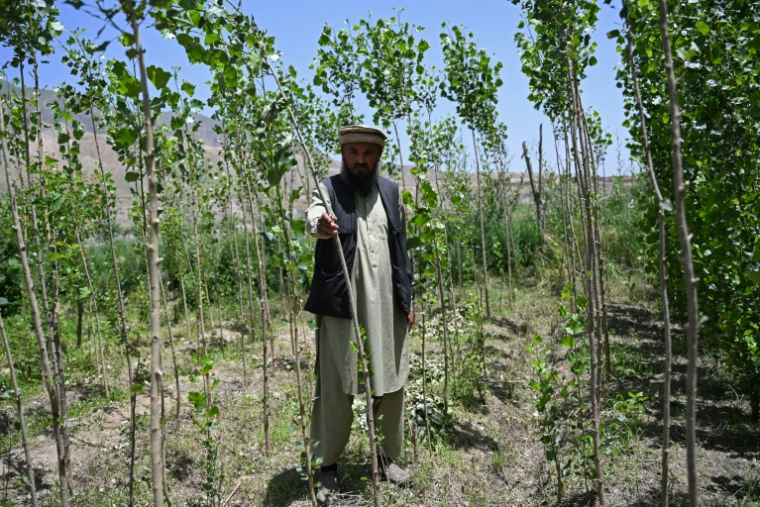Le fermier afghan Abdul Samad Ahmadi examine un de ses arbres le 18 mai 2026 dans la province de Baghlan, en Afghanistan ( AFP / Wakil KOHSAR )
