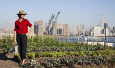 De plus en plus de villes mettent en place des projets d’agriculture urbaine crédit photo : Getty images