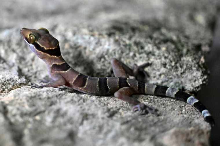 Un gecko photographié dans une chambre d'hôtel de Phnom Proek, dans la province de Battambang, au Cambodge, le 22 juillet 2025 ( AFP / TANG CHHIN Sothy )