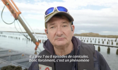 Après un été sec et brûlant, la moule française en souffrance