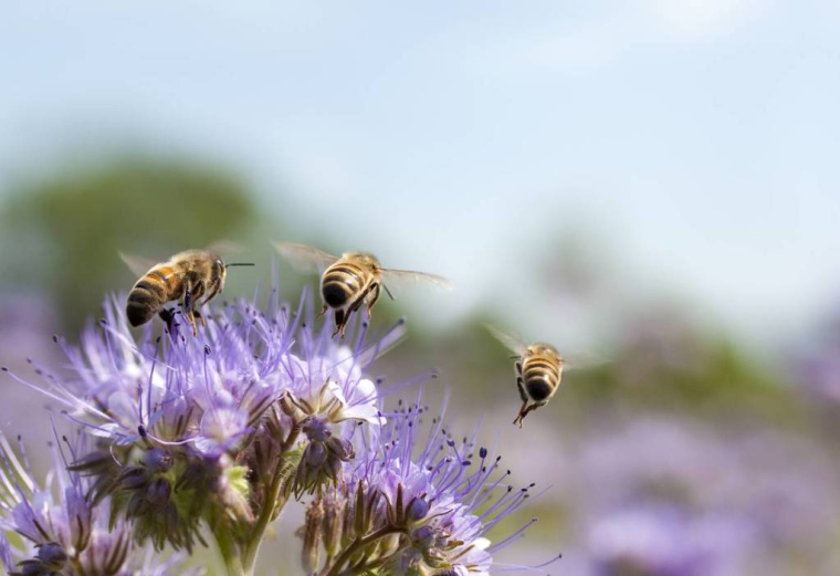 Desdrones pour lutter contre la disparition des abeilles