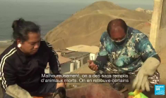 Marée noire au Pérou : le gouvernement réclame des dédommagements à Repsol