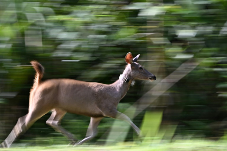Un cerf sambar relâché dans la nature lors d'une opération visant à augmenter le nombre de proies pour les tigres, dans le parc national de Khlong Lan, dans la province de Khampaeng Phet, le 10 juin 2025 en Thaïlande ( AFP / Lillian SUWANRUMPHA )