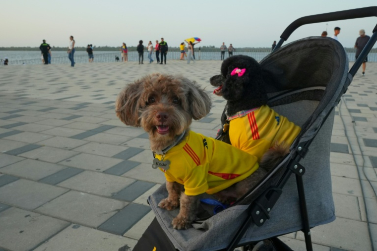 Deux chiens dans une poussette, vêtus de maillots de l'équipe nationale de football, alors que des partisans du candidat à la présidentielle colombienne Abelardo de la Espriella célèbrent les résultats du premier tour à Barranquilla, en Colombie, le 31 mai 2026 ( AFP / Vanexa Romero )