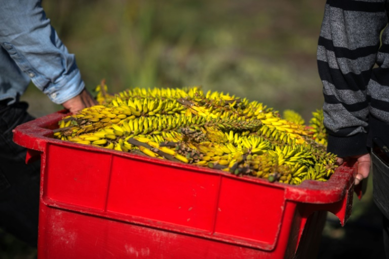 Récolte de fleurs d'aloe vera sur l'exploitation de Laurent Maynadier, à Fitou, dans l'Aude, le 6 mai 2025 ( AFP / Lionel BONAVENTURE )