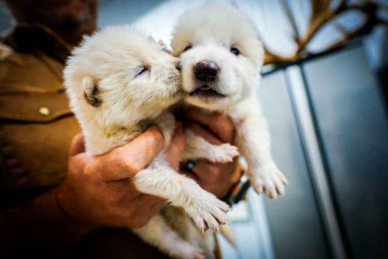 Une photographie fournie par l'entreprise Colossal des "loups sinistres" qu'elle assure avoir réussi à faire renaître ( Colossal Biosciences / - )