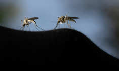 Certains moustiques jouent un rôle méconnu de pollinisateur ( AFP / Olivier MORIN )