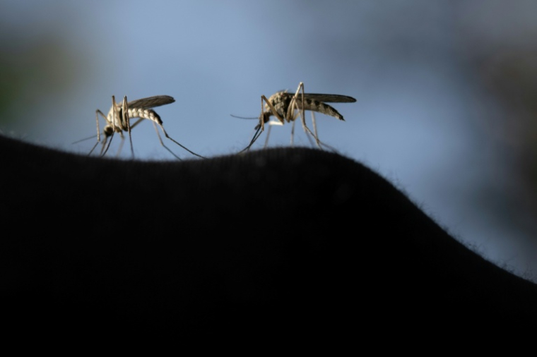 Certains moustiques jouent un rôle méconnu de pollinisateur ( AFP / Olivier MORIN )