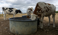 A cow drinks from a trough in a field in Saint Pierre-des-Ifs, northwestern France on August 18, 2026. ( AFP / JOEL SAGET )