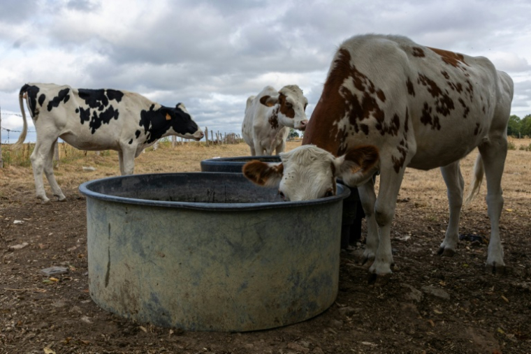 A cow drinks from a trough in a field in Saint Pierre-des-Ifs, northwestern France on August 18, 2026. ( AFP / JOEL SAGET )