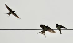 (Crédits: Unsplash - Mario Beducci)