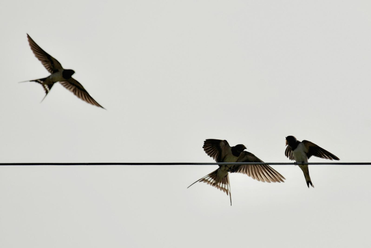 (Crédits: Unsplash - Mario Beducci)