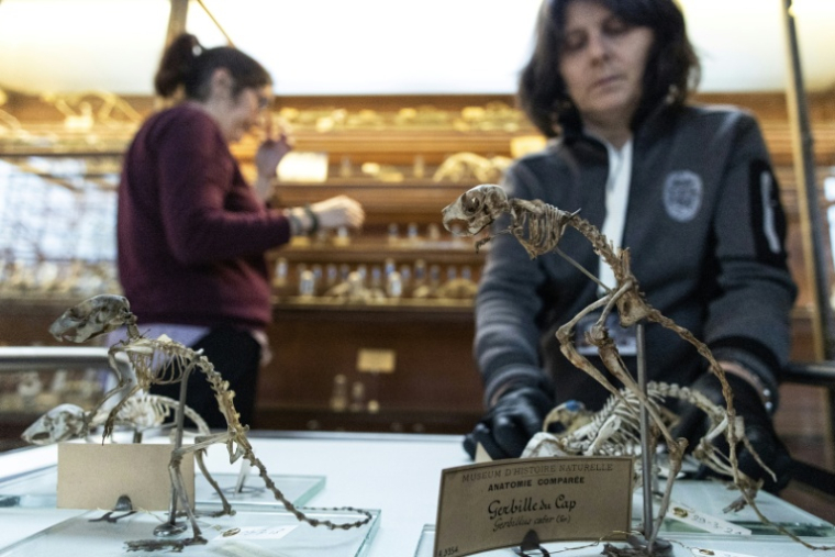 Déménagement de spécimens avant des travaux au sein de la Galerie de Paléontologie et d'Anatomie comparée du Muséum national d'Histoire naturelle, le 22 janvier 2026 à Paris  ( AFP / ALAIN JOCARD )