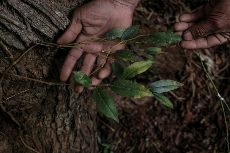 Un plant de poivre sauvage tsiperifery, à Madagsacar, le 19 septembre 2026 ( AFP / Razafindrakoto Mamy Nirina )