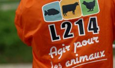 La préfecture de Seine-et-Marne a décidé de suspendre l'activité de l'abattoir de Meaux après la diffusion d'une vidéo par l'association L214 montrant "des mauvais traitements à l'origine de souffrances évitables" causées aux animaux ( AFP / Emmanuel Dunand )