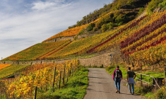 La rando vin est une façon originale de découvrir le vignoble français. ( crédit photo : Shutterstock )