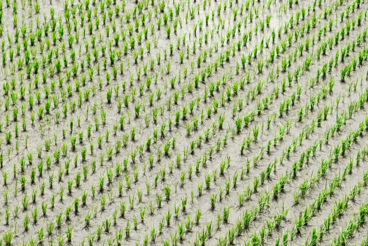 Photographie aérienne des cultures de riz pendant la journée (Crédits: Unsplash - Ryo Yoshitake)
