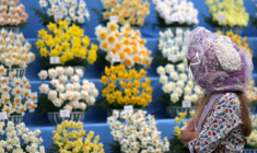 Un visiteur regarde un étalage de jonquilles lors de la journée de présentation du Chelsea Flower Show le 19 mai 2025 à Londres  ( AFP / Adrian Dennis )