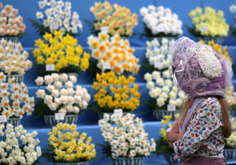Un visiteur regarde un étalage de jonquilles lors de la journée de présentation du Chelsea Flower Show le 19 mai 2025 à Londres ( AFP / Adrian Dennis )