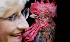 LE "COQ MAURICE" POURRA CONTINUER DE CHANTER