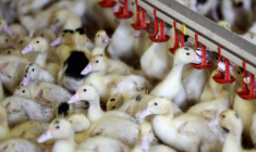 Un élevage de volailles à Castelnau-Tursan