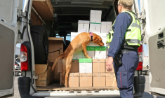 Un chien renifleur et une douanière inspectent le chargement d'une camionnette lors d'un contrôle le 17 avril 2025 à Loon-Plage, près du port de Dunkerque (Nord) ( AFP / FRANCOIS LO PRESTI )