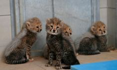 FQuatre bébés quépards nés au zoo du Lunaret, à Montpellier, le 22 octobre 2026 dans l'Hérault ( AFP / Sylvain THOMAS )