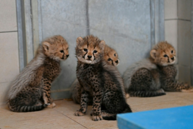 FQuatre bébés quépards nés au zoo du Lunaret, à Montpellier, le 22 octobre 2026 dans l'Hérault ( AFP / Sylvain THOMAS )