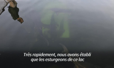 Le caviar de béluga, trésor du lac Kardjali en Bulgarie