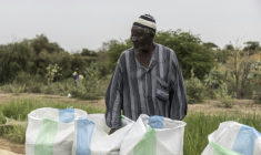 Moussa Ndiaye, riziculteur, inspecte sa récolte et ses sacs de grains de riz à Lampsar, au Sénégal, le 20 août 2026.  ( AFP / PATRICK MEINHARDT )