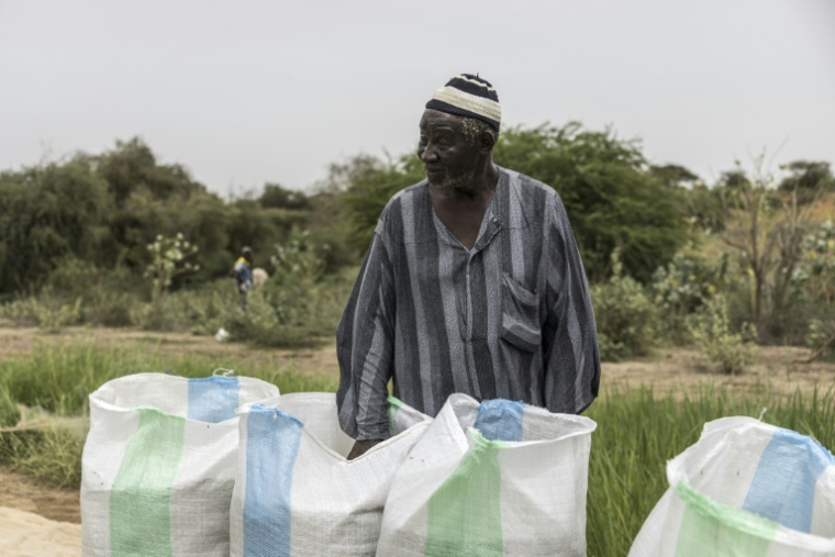 Moussa Ndiaye, riziculteur, inspecte sa récolte et ses sacs de grains de riz à Lampsar, au Sénégal, le 20 août 2026.  ( AFP / PATRICK MEINHARDT )